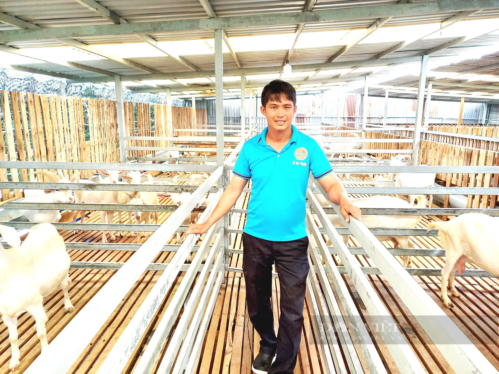 Hoạt động chăn nuôi dê lấy sữa tại trang trại Yooomilk